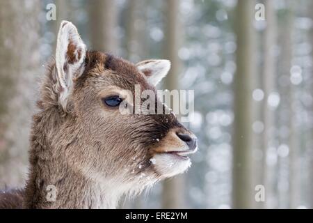 Damhirsch Stockfoto