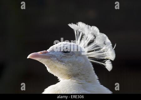 Weißer Pfau Stockfoto