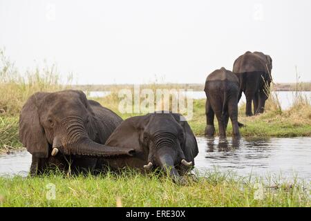 Afrikanische Elefanten Baden Stockfoto