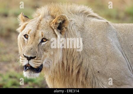 Löwe Stockfoto