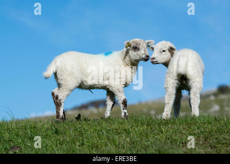 Junge Texel gekreuzt Lämmer spielen in Felder, Frühling. Cumbria, UK. Stockfoto