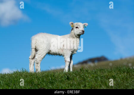 Junge Texel gekreuzt Lämmer spielen in Felder, Frühling. Cumbria, UK. Stockfoto