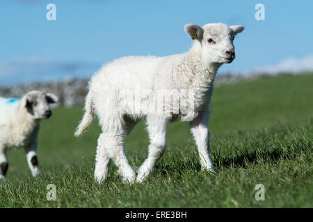 Junge Texel gekreuzt Lämmer spielen in Felder, Frühling. Cumbria, UK. Stockfoto