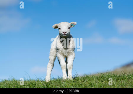 Junge Texel gekreuzt Lämmer spielen in Felder, Frühling. Cumbria, UK. Stockfoto