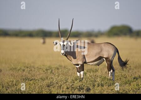 Gemsbock Stockfoto