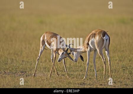 Springböcke Stockfoto