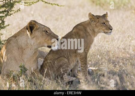 Löwen Stockfoto