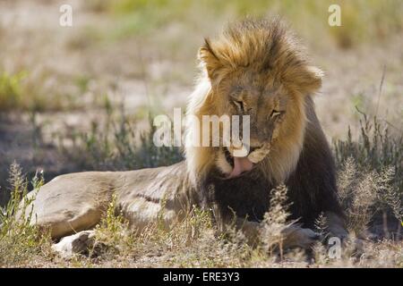 Löwe Stockfoto