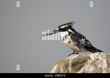 geringerem Trauerschnäpper Eisvogel Stockfoto