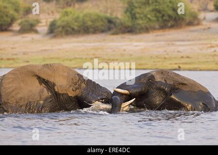 Afrikanische Elefanten Baden Stockfoto