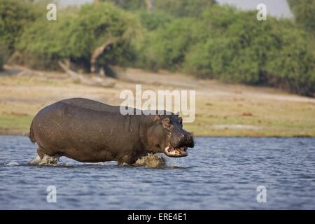 Nilpferd Stockfoto