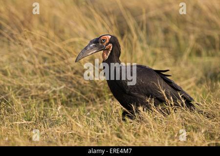 südliche Hornrabe Stockfoto