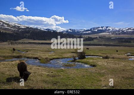 amerikanische bisons Stockfoto