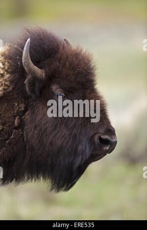 amerikanischer bison Stockfoto