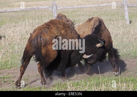 amerikanische bisons Stockfoto