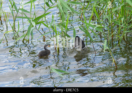 Baby der eurasischen Blässhuhn (Fulica Atra) das Fisch Essen warten, während Mutter im Jagd-Bühne Stockfoto