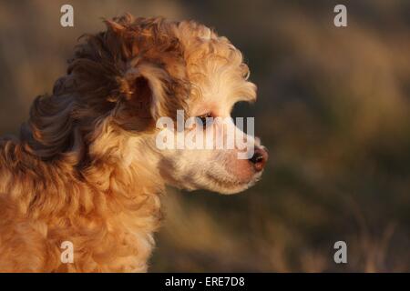 Der Chinesische Schopfhund Stockfoto