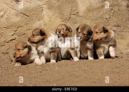 Collie-Welpen Stockfoto