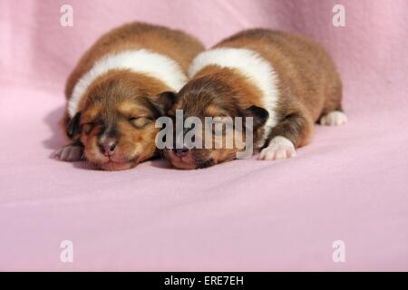 Collie-Welpen Stockfoto