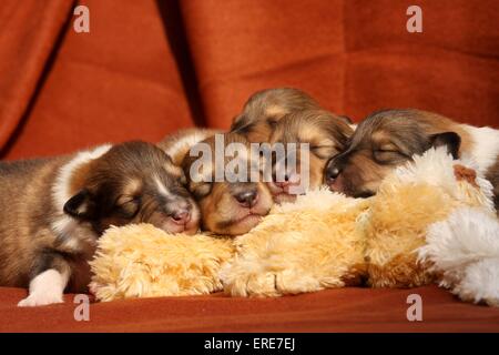 Collie-Welpen Stockfoto