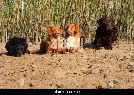 Labrador Retriever und Nova Scotia Duck Tolling Retriever Stockfoto