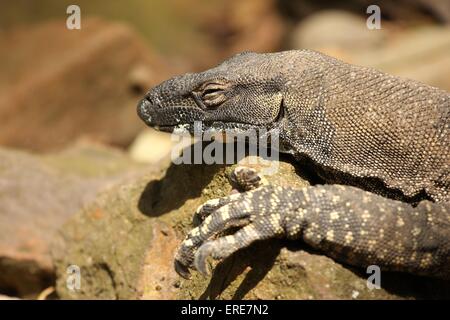 Spitzen monitor Stockfoto