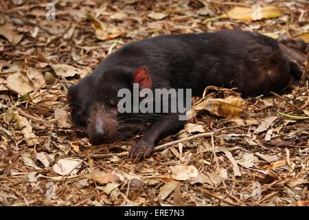 Tasmanischer Teufel Stockfoto