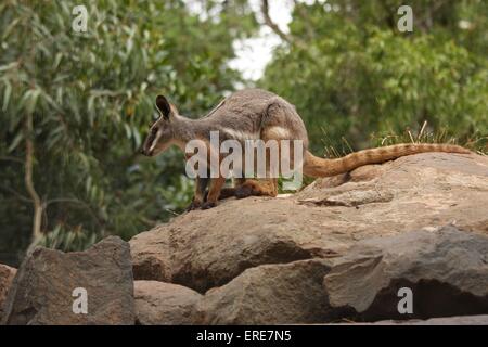 gelb-footed Felsen-wallaby Stockfoto