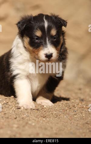 Sheltie Welpen Stockfoto