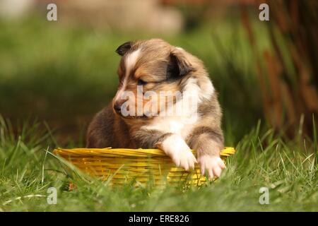 Sheltie Welpen Stockfoto