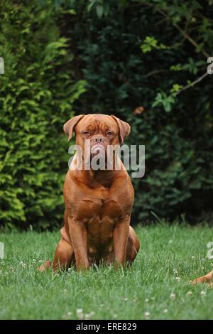 Französischer Mastiff Stockfoto