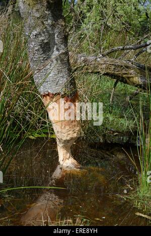 Downy Birke (Betula Pubescens) stark nagte Eurasische Biber (Castor Fiber) und in der Nähe wird in einem Teich gefällt erstellen Stockfoto