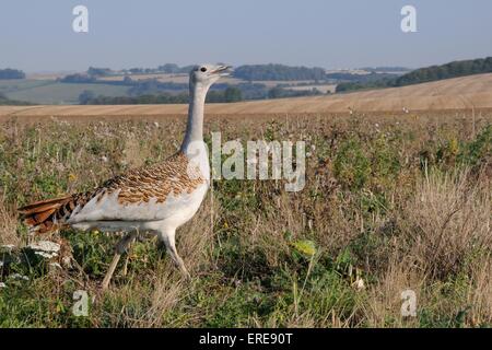 Erwachsene männliche Großtrappe (Otis Tarda) zu Fuß auf Salisbury Plain Ackerland, Teil einer Wiedereinführung-Projekt. Stockfoto