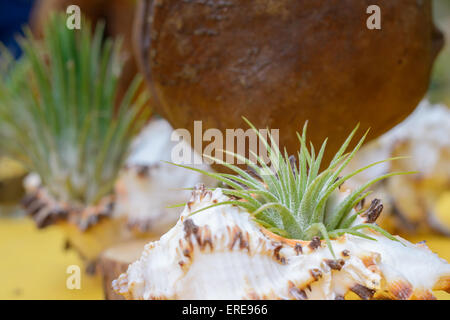 Schöne Komposition von Tillandsia, immergrüne, ausdauernde Blütenpflanzen in der Familie Bromeliaceae, ursprünglich aus der fores Stockfoto