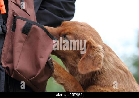 Nova Scotia Duck Tolling Retriever Stockfoto