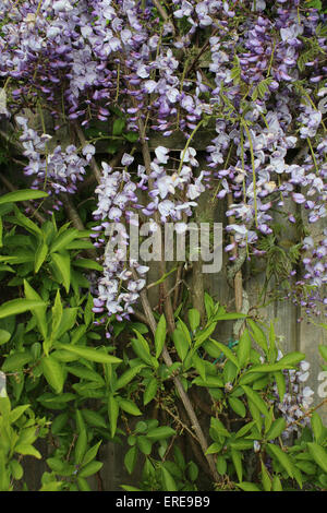 England Dorset Garten Blumen Wisteria Sinensis Blue Peter Baker Stockfoto