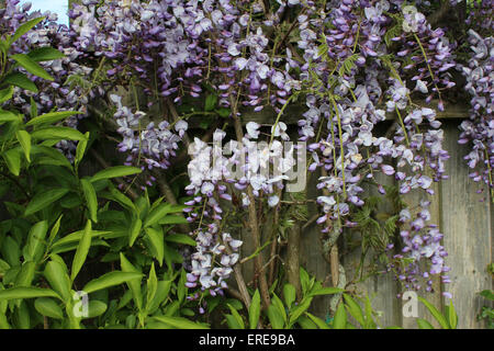 England Dorset Garten Blumen Wisteria Sinensis Blue Peter Baker Stockfoto