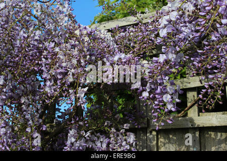 England Dorset Garten Blumen Wisteria Sinensis Blue Peter Baker Stockfoto