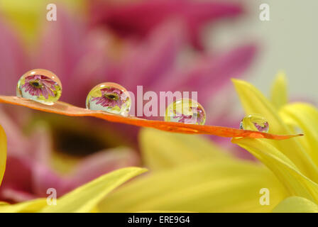 Blumen-Reflexion im Tropfen Stockfoto