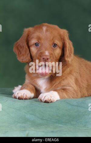 Toller Welpe Stockfoto