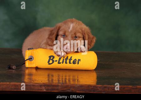 Toller Welpe Stockfoto