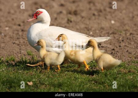 Barbarie-Enten Stockfoto