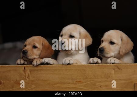 Labrador Retriever Welpen Stockfoto