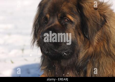 Leonberger-Portrait Stockfoto