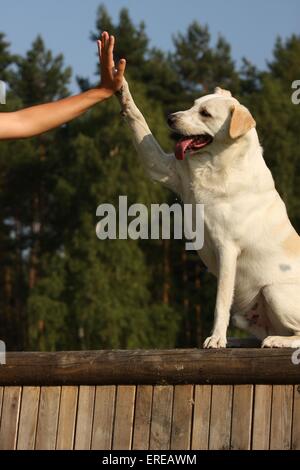 Mongrel gibt Pfote Stockfoto