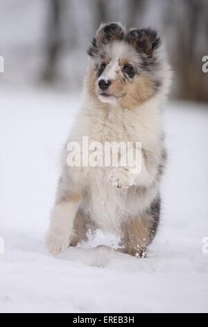 Sheltie Welpen Stockfoto