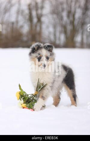 Sheltie Welpen Stockfoto