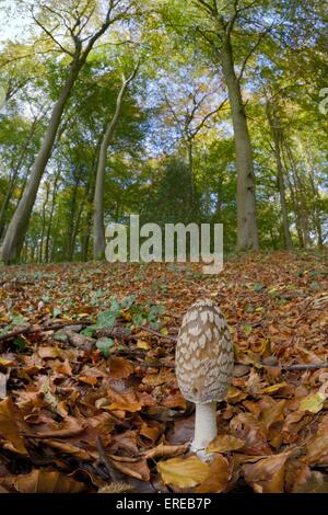 Elster-Inkcap (Coprinopsis / Coprinus Picacea) in Buche Wald, Holz NNR Buckholt, Gloucestershire, UK, Oktober. Stockfoto