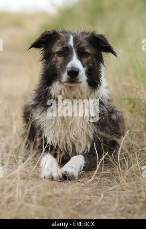 Border Collie Stockfoto