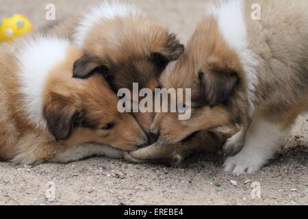 langhaarige Collie Welpen Stockfoto